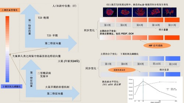 數學院在大鼠和人類胰島轉錄組中發現2型糖尿病前期的標志(圖2) 數學院在大鼠和人類胰島轉錄組中發現2型糖尿病前期的標志(圖2)