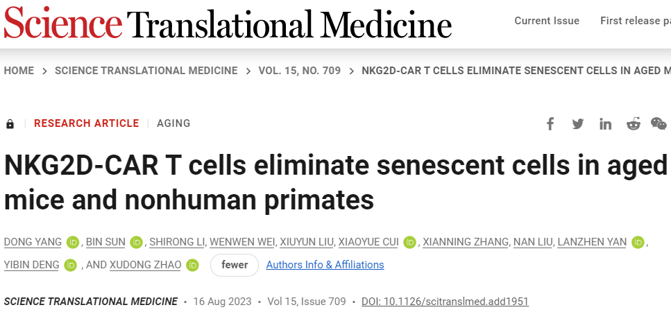抗衰老CAR-T細(xì)胞可在大型動(dòng)物體內(nèi)追捕并消除衰老細(xì)胞(圖1) 1.png