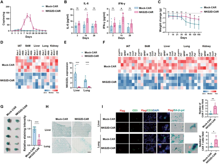 抗衰老CAR-T細(xì)胞可在大型動(dòng)物體內(nèi)追捕并消除衰老細(xì)胞(圖3) 3.png