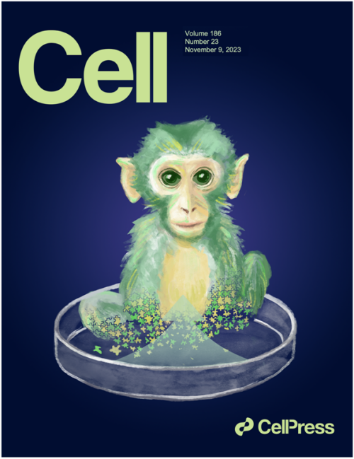 國際首次！中國科學家成功構建胚胎干細胞嵌合體猴(圖1)