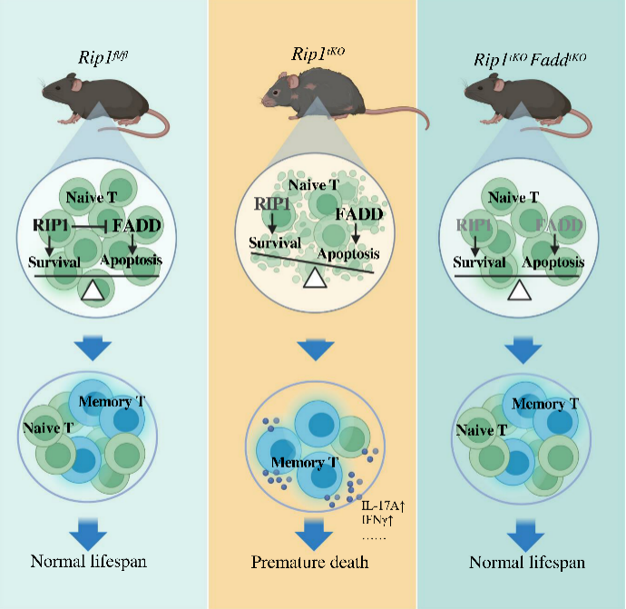 營養與健康所等在小鼠實驗中揭示T細胞免疫穩態與衰老的作用關系(圖1) p112.png