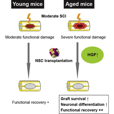 小鼠衰老模型及其與疾病的相關性(圖2) 小鼠衰老模型及其與疾病的相關性(圖2)