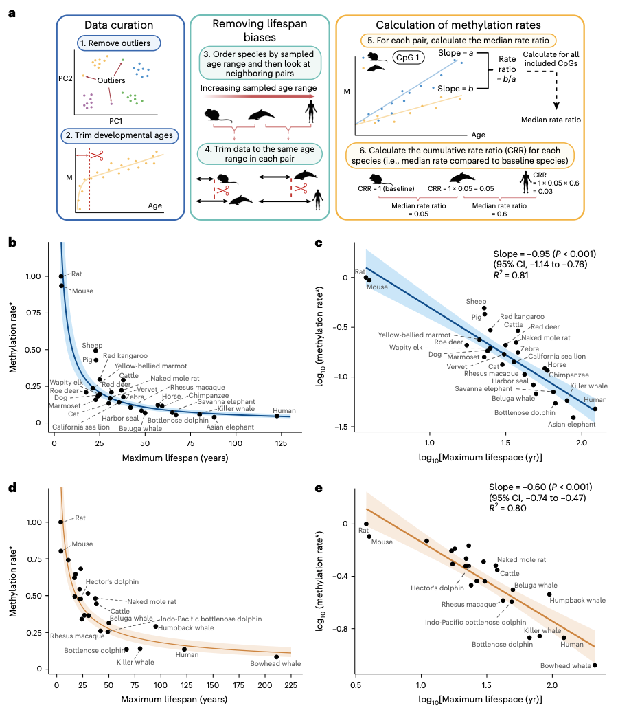 Nature Aging：DNA甲基化水平與哺乳動(dòng)物最大壽命呈負(fù)相關(guān)(圖1)