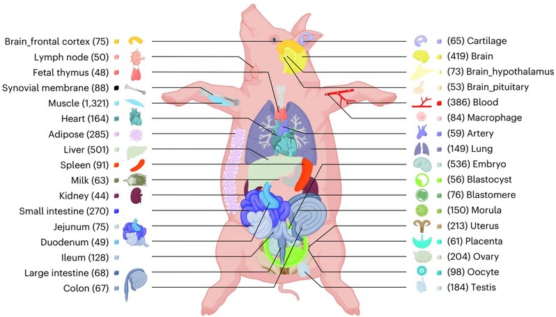 迄今最大規模豬多組織遺傳調控效應圖譜構建(圖1) p12.jpg