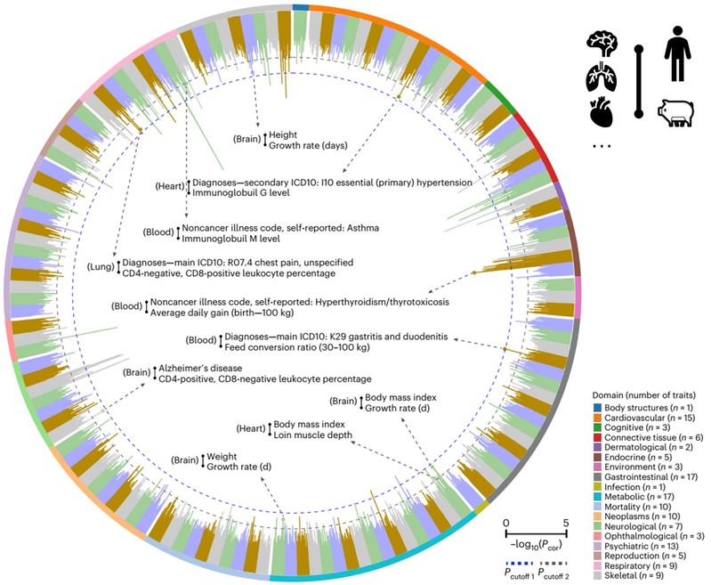 迄今最大規模豬多組織遺傳調控效應圖譜構建(圖3) p21.jpg