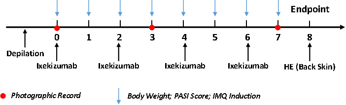 銀屑病靶向藥物評價模型—B6-hIL-17A小鼠(圖3) 銀屑病靶向藥物評價模型—B6-hIL-17A小鼠(圖3)
