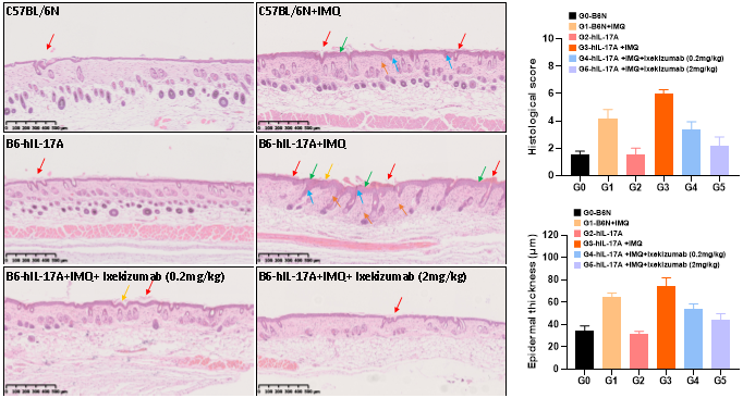 銀屑病靶向藥物評價模型—B6-hIL-17A小鼠(圖8) 銀屑病靶向藥物評價模型—B6-hIL-17A小鼠(圖8)