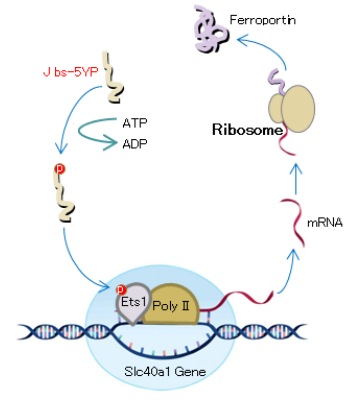 JBS-5YP肽可以減輕老年小鼠的癡呆(圖3) p32.png