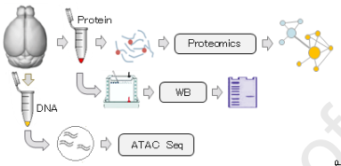 JBS-5YP肽可以減輕老年小鼠的癡呆(圖2) p26.png