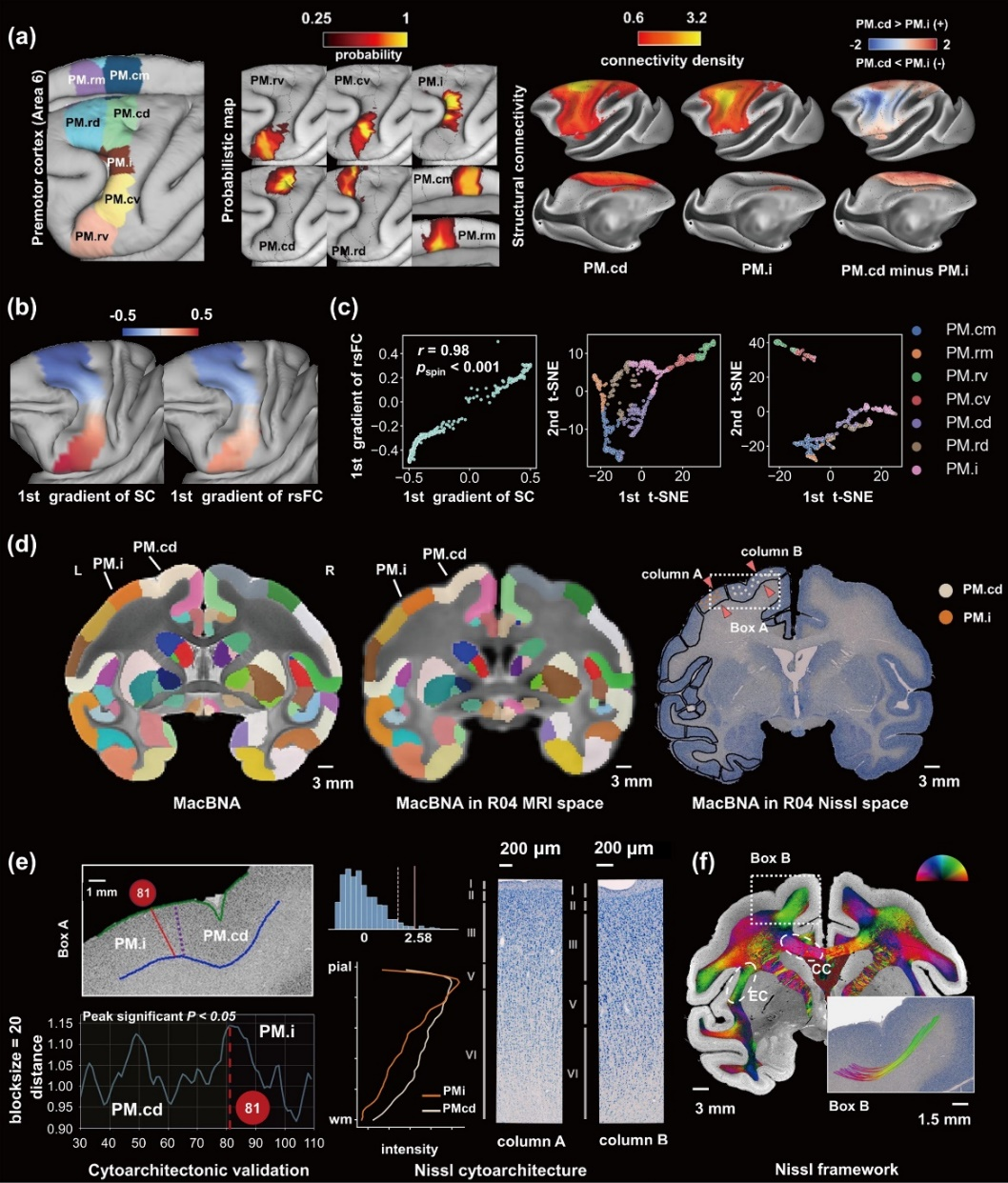我國成功繪制全新獼猴腦網(wǎng)絡(luò)組圖譜(圖3) p31.png