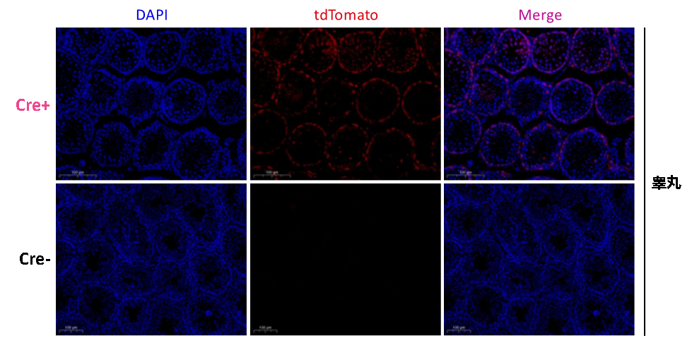 靶向精原細胞的工具鼠模型—Stra8-P2A-ZsGreen1-T2A-Cre小鼠(圖2) Stra8-P2A-ZsGreen1-T2A-Cre小鼠