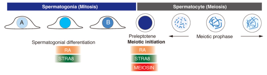 靶向精原細胞的工具鼠模型—Stra8-P2A-ZsGreen1-T2A-Cre小鼠(圖1) Stra8-P2A-ZsGreen1-T2A-Cre小鼠