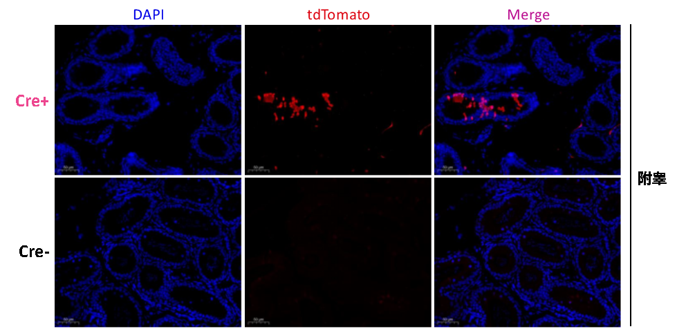 靶向精原細胞的工具鼠模型—Stra8-P2A-ZsGreen1-T2A-Cre小鼠(圖3) Stra8-P2A-ZsGreen1-T2A-Cre小鼠