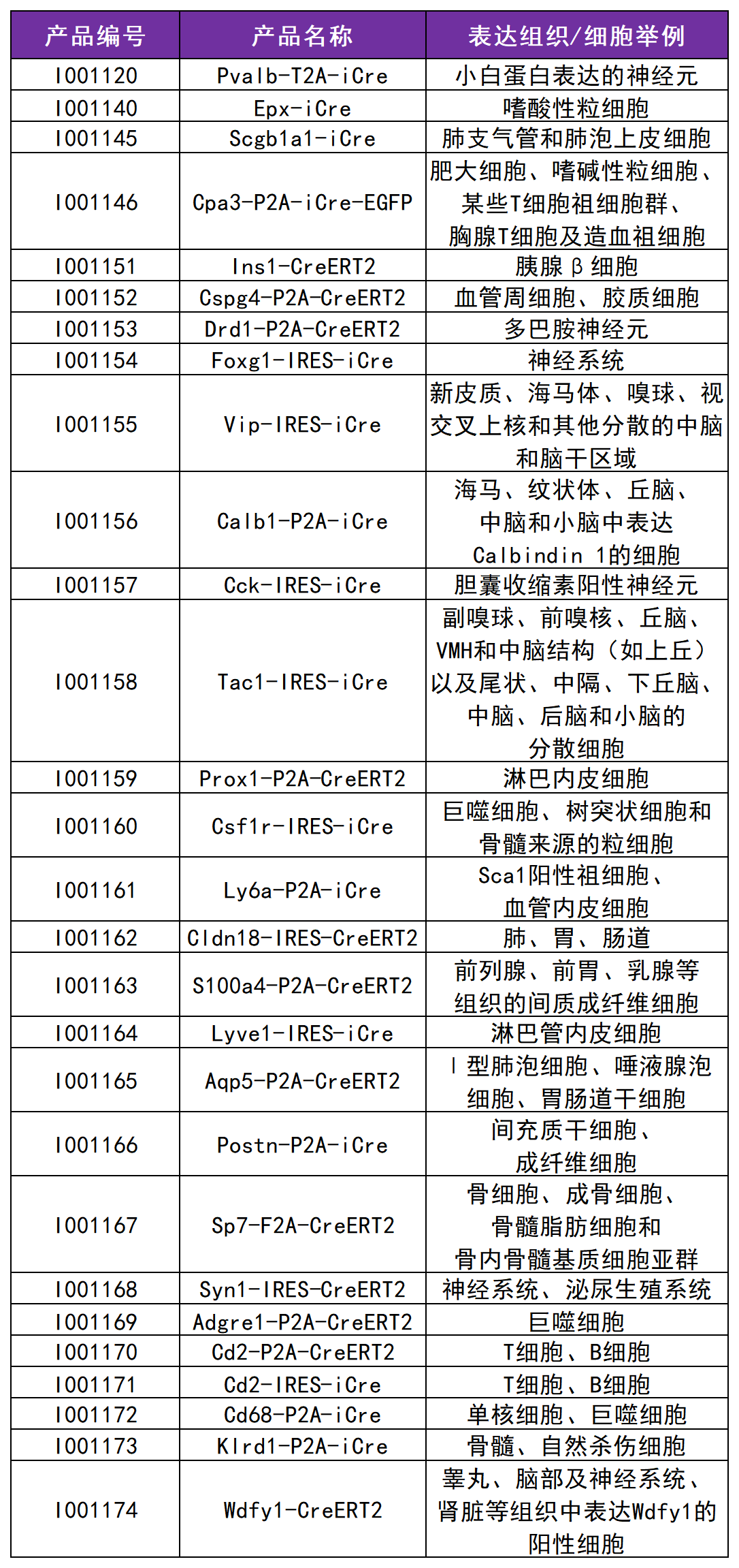 靶向精原細胞的工具鼠模型—Stra8-P2A-ZsGreen1-T2A-Cre小鼠(圖4) Stra8-P2A-ZsGreen1-T2A-Cre小鼠