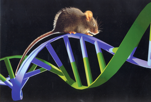 GB 14922—2022《實驗動物 微生物、寄生蟲學等級及監測》 標準解讀(圖12)